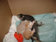 Lots of Kitties